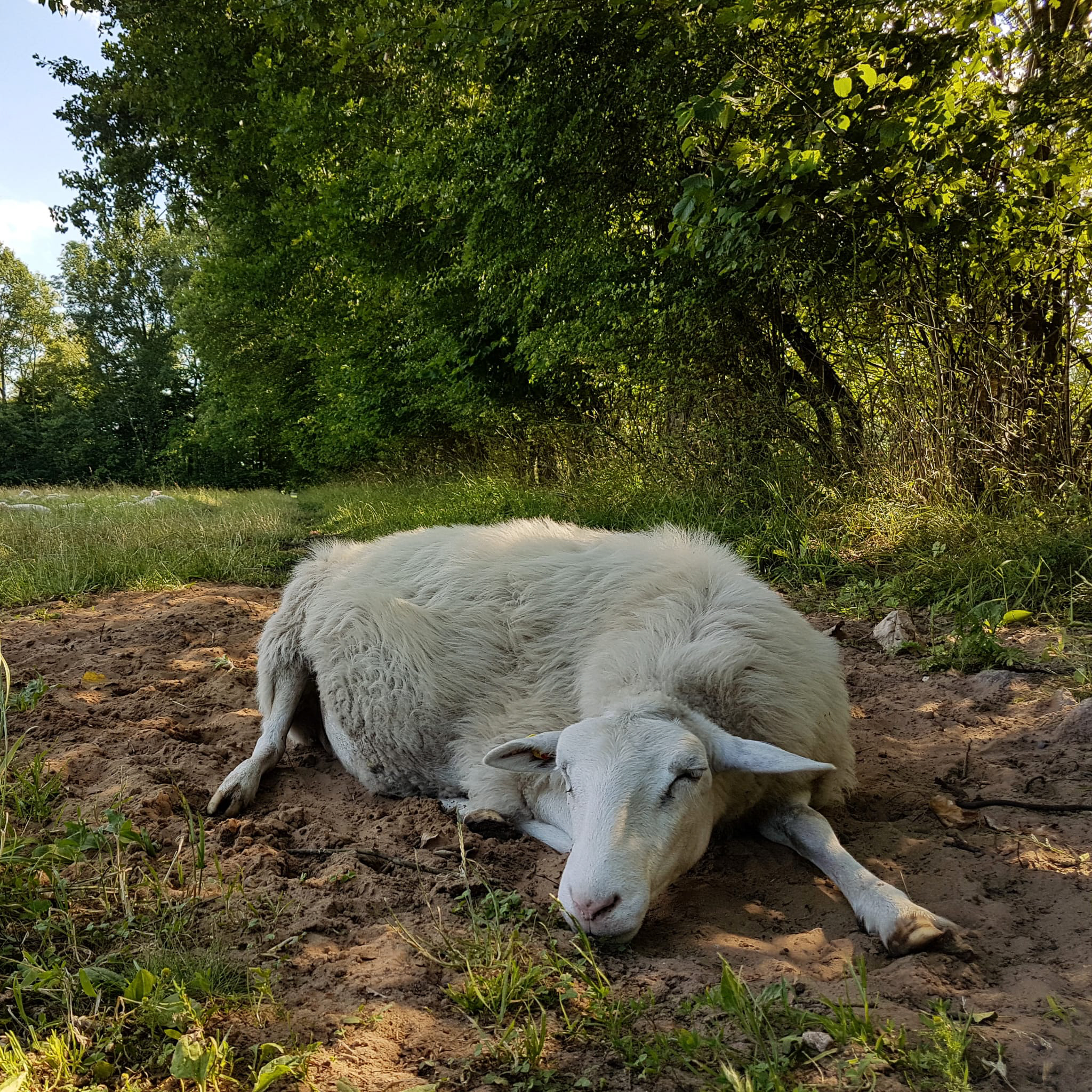 Schaf liegt glücklich auf der Weide