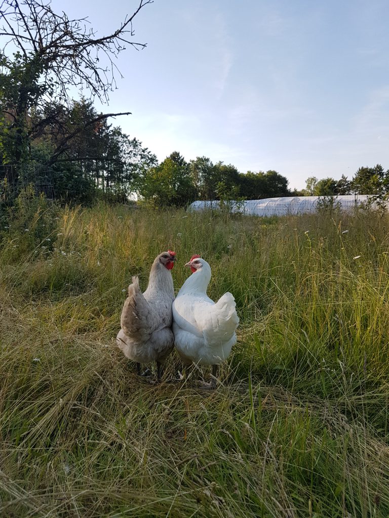 Unsere Hühner